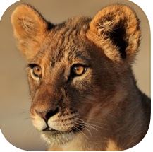 Logo de la aplicación Luis Biehl