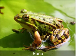 Captura número 2 de la aplicación Sonidos animales para niños