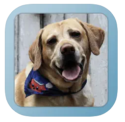 Logo de la aplicación Sonidos animales para niños