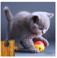 Logo de app juego de gatos-puzzle para niños