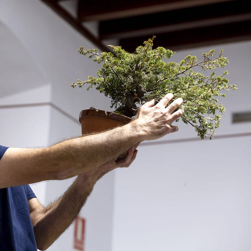 Imagen 2025_03_21-MJLL25-Bonsai-Shiatsu-StoDomingo_MG_7714.jpg
