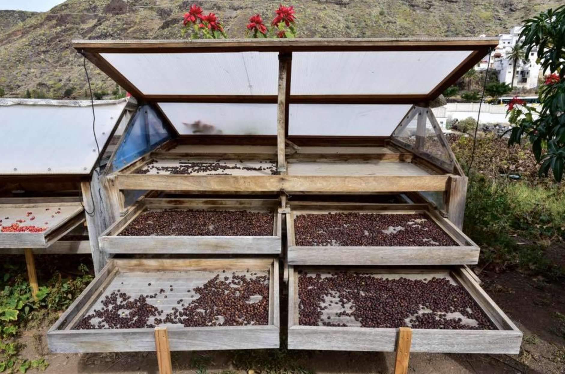 CAFÉ FINCA LOS CASTAÑOS