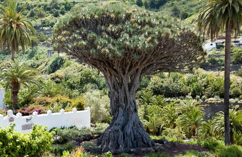 Imagen danube-dragon-tree-347596%402x.jpg